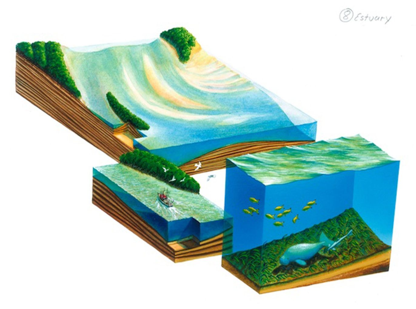 Estuary-EF-QG-2001