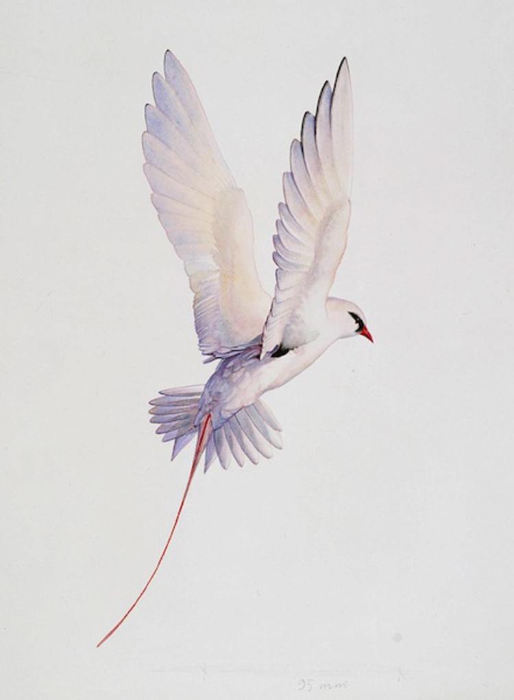 Tropicbird-AG-1992