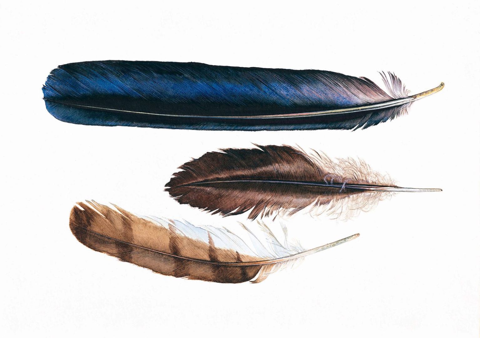 feathers