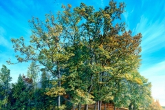 Herbstwaeldchen